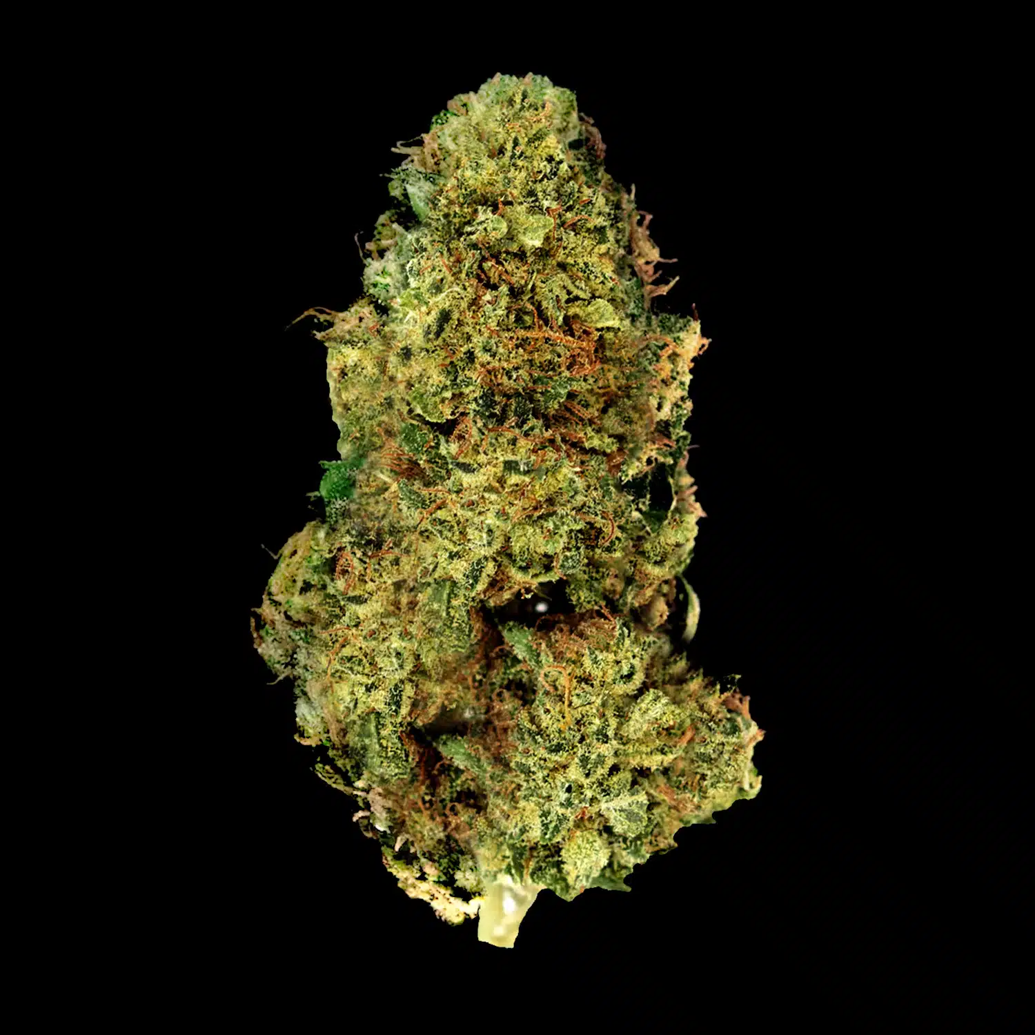 Primo piano di infiorescenza Cream Mandarine CBD Crystalweed, compatta e resinosa, su sfondo nero.