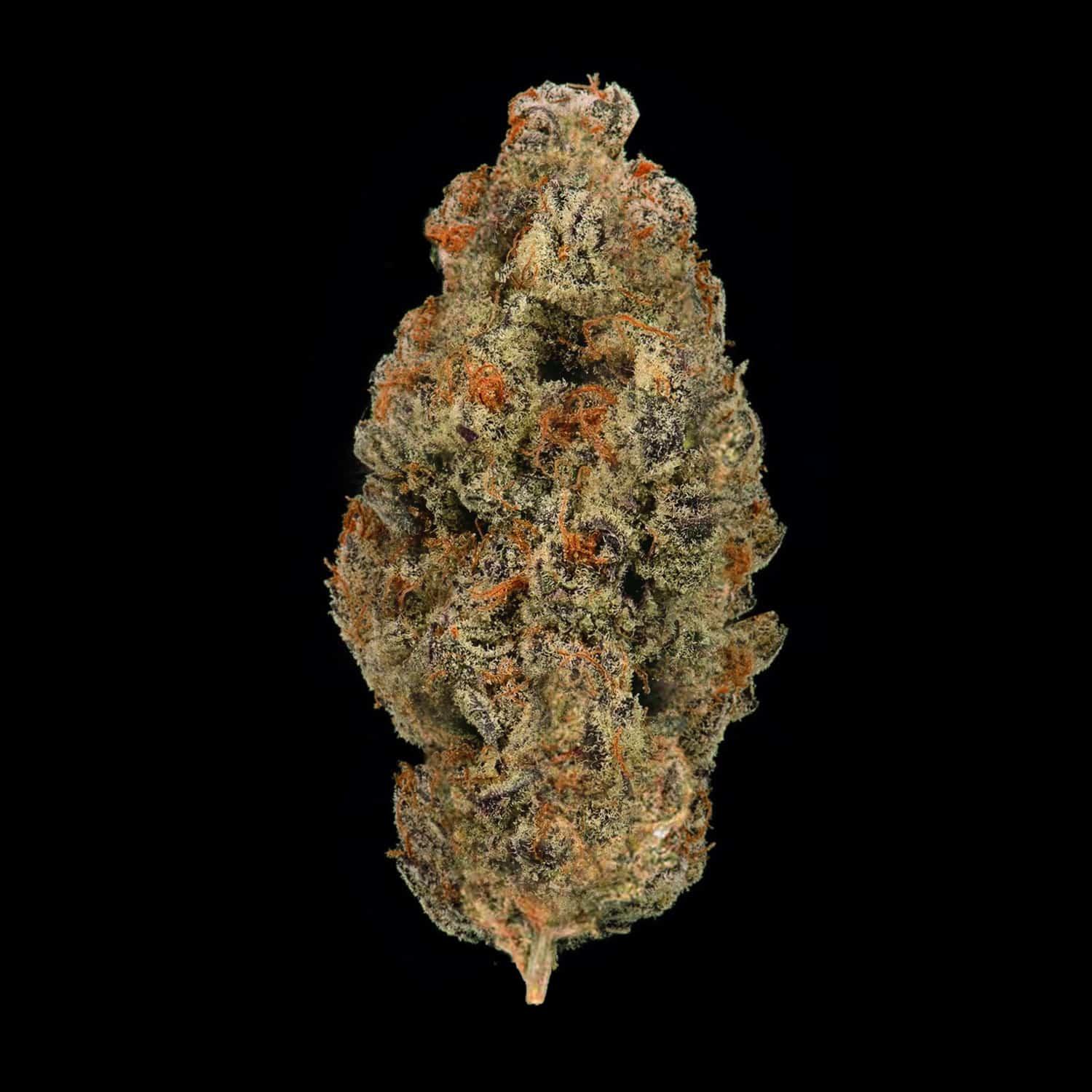 Primo piano di infiorescenza M5HAZE Crystalweed, compatta e resinosa, su sfondo nero.