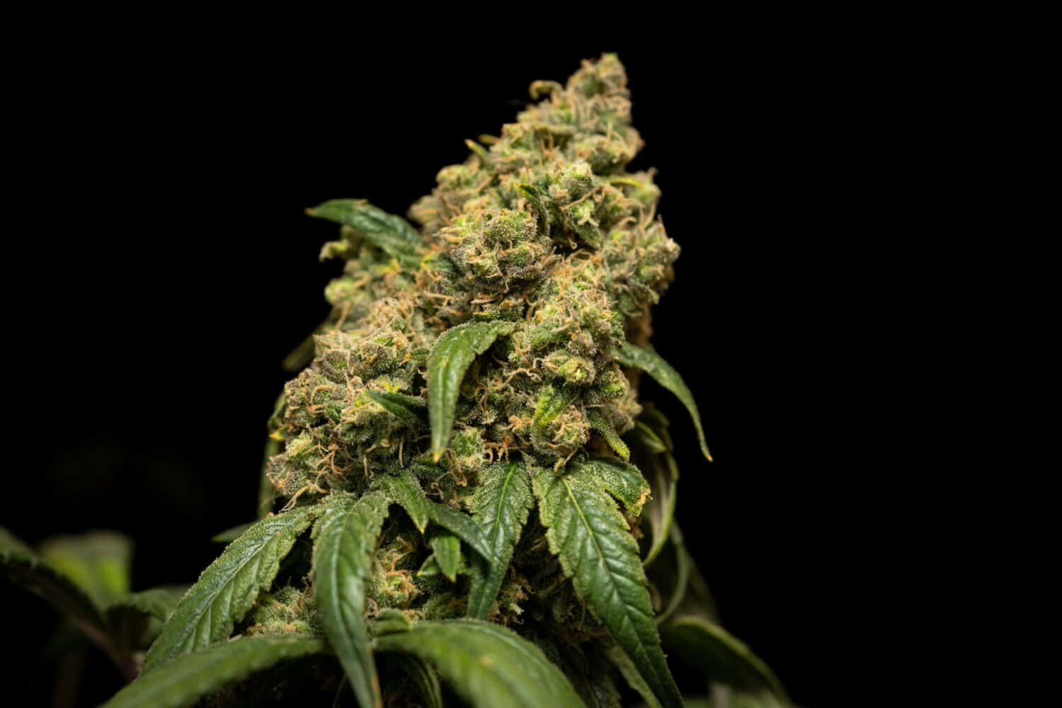 cos'è il thc - pianta cannabis Crystalweed
