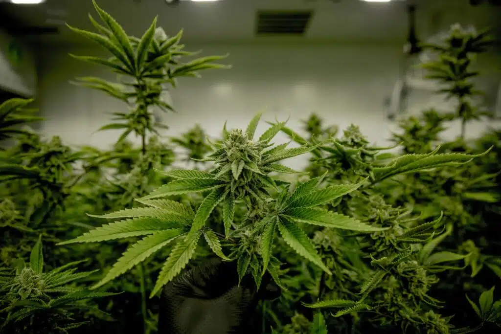 marijuana legale