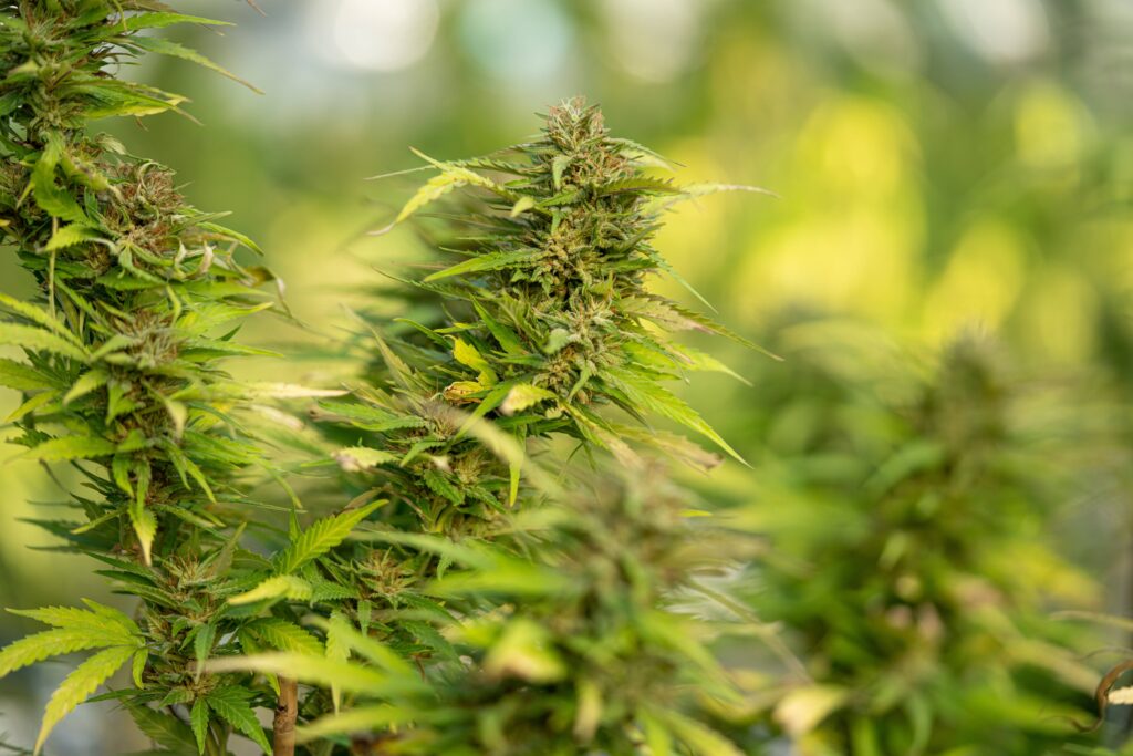 pianta cannabis legale crystalweed