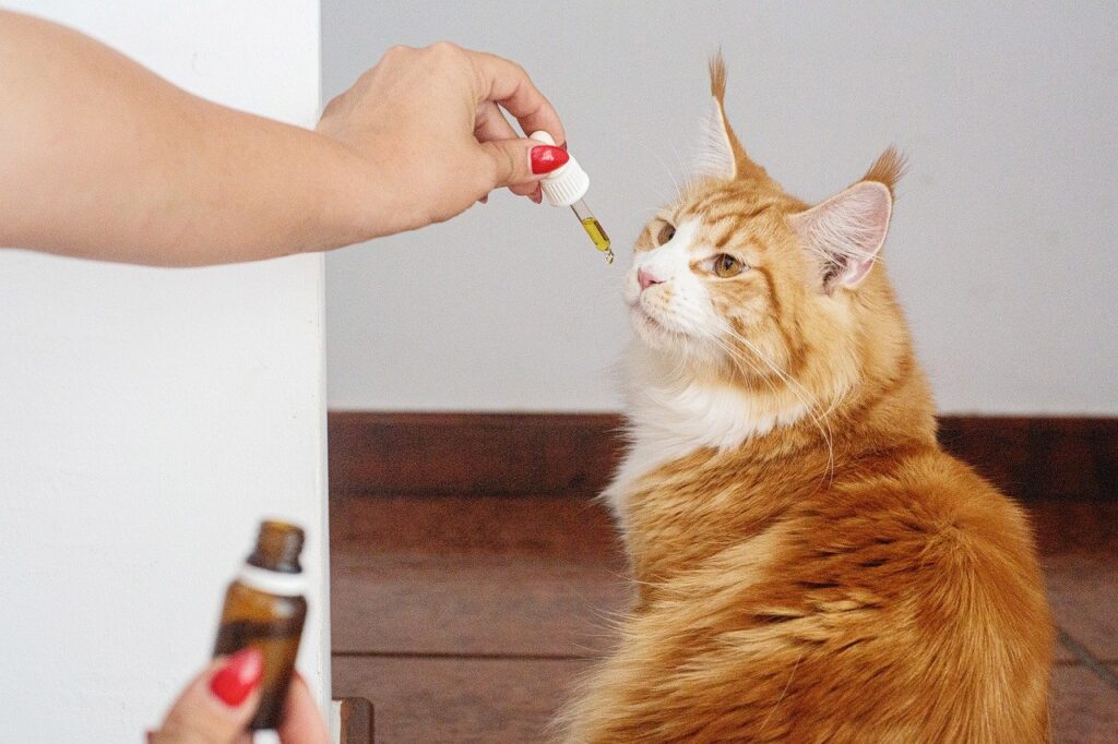 gattocbd il CBD per animali fa bene?