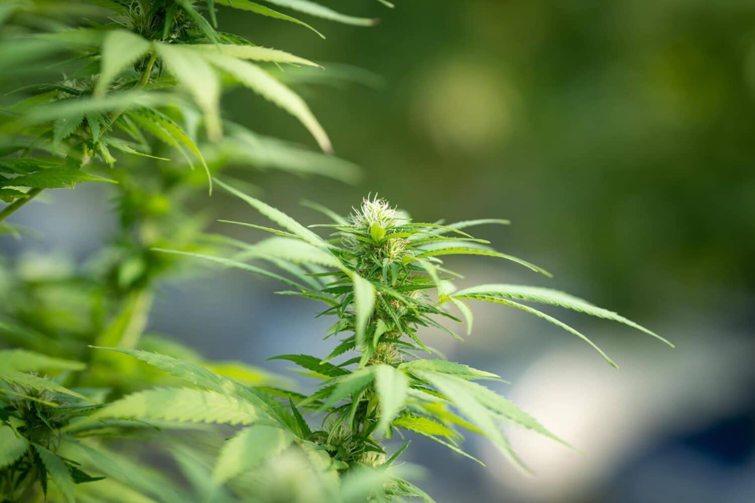 Quali sono gli effetti della cannabis legale » Crystalweed®