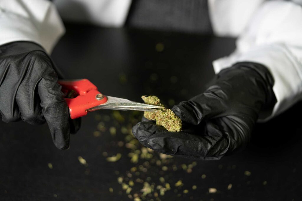taglio cannabis light crystalweed taglio cannabis light crystalweed