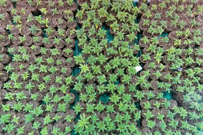 cannabidiolo Crystalweed