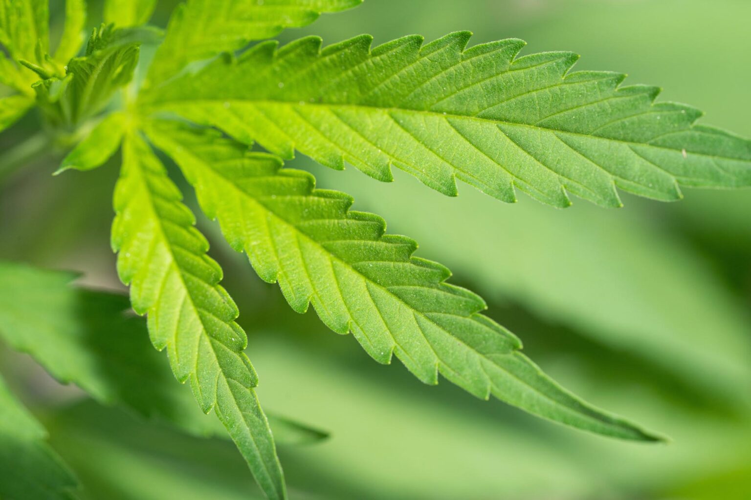 Quanto costa 1 kg di erba