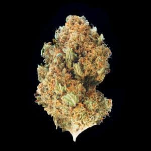 Primo piano di infiorescenza Mango Kush Crystalweed, compatta e resinosa, su sfondo nero.