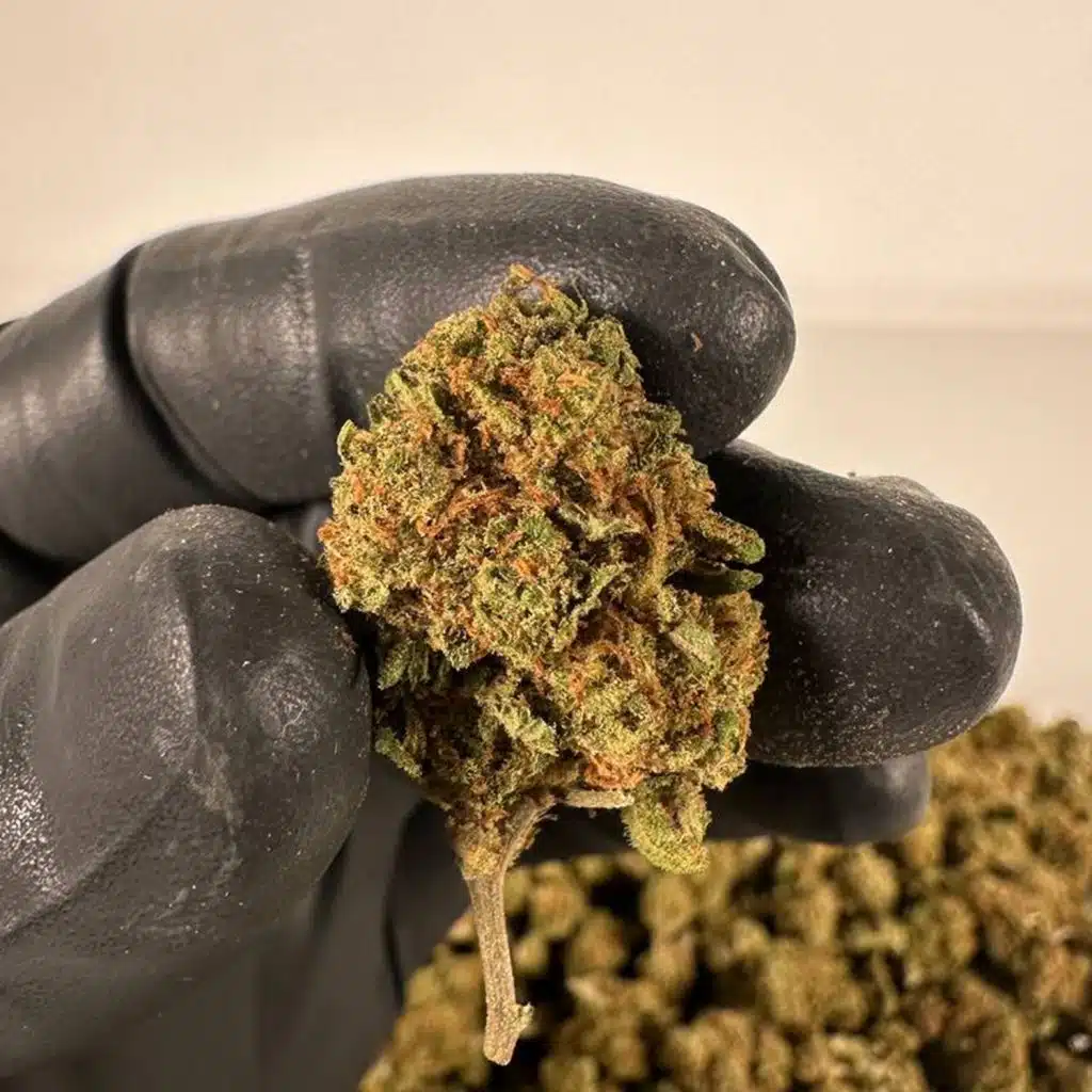 mango-kush
