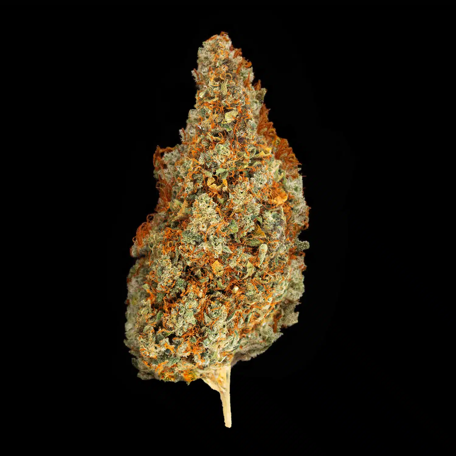 Primo piano di infiorescenza Super Skunk CBD Crystalweed, compatta e resinosa, su sfondo nero.