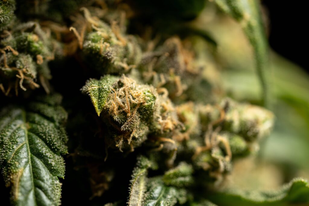 canapa sativa legale Crystalweed