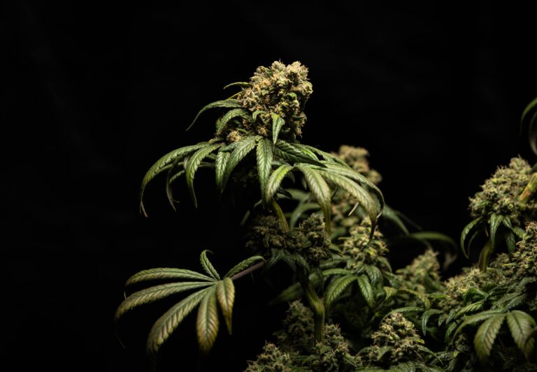 cannabis legale Crystalweed