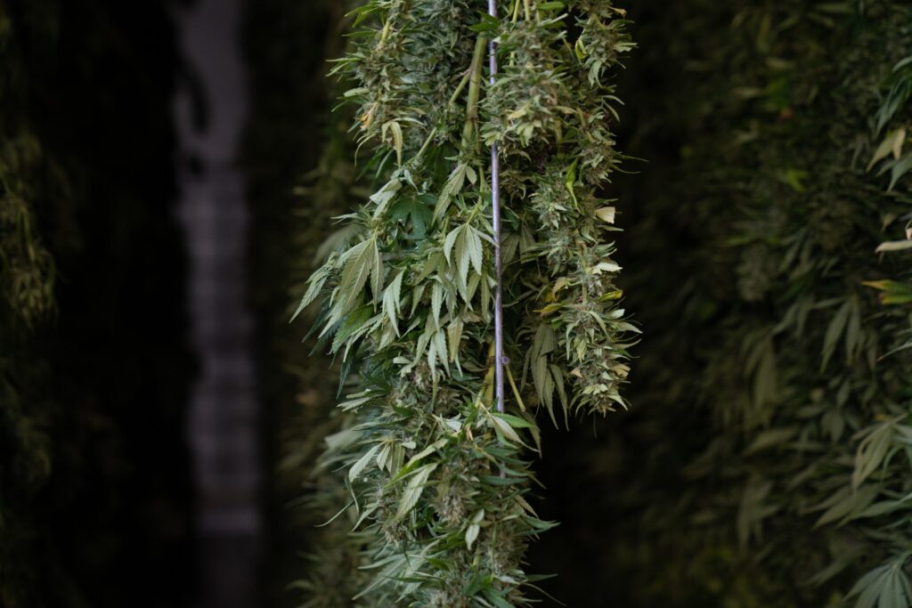 cannabis light crystalweed 3