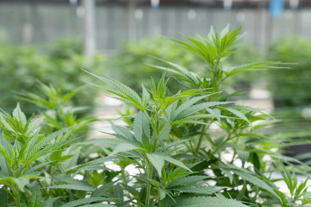 erba legale crystalweed foto migliore erba legale online
