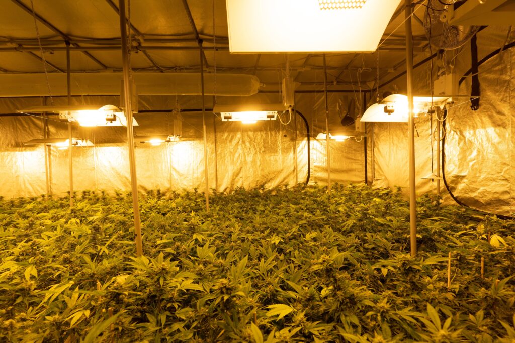 coltivazione cannabis Crystalweed