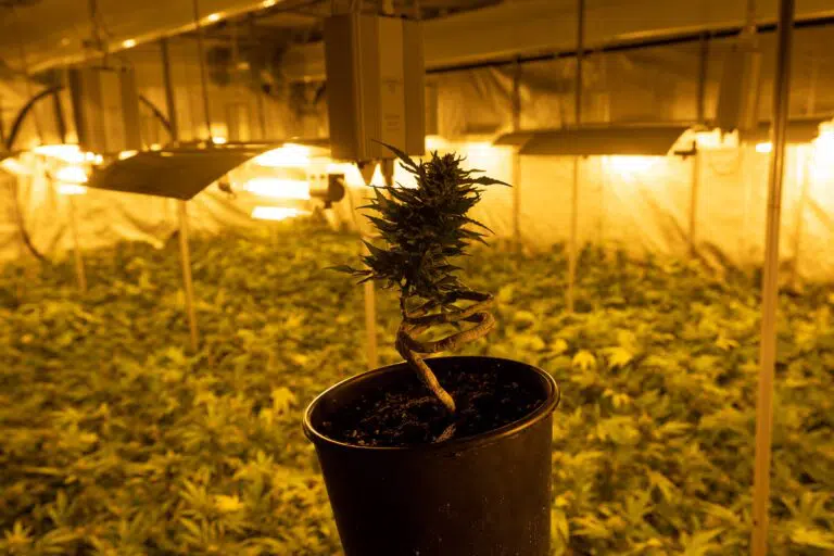 pianta marijuana coltivazione Crystalweed