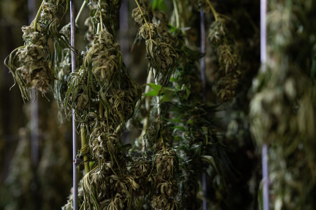 coltivazione marijuana Crystalweed