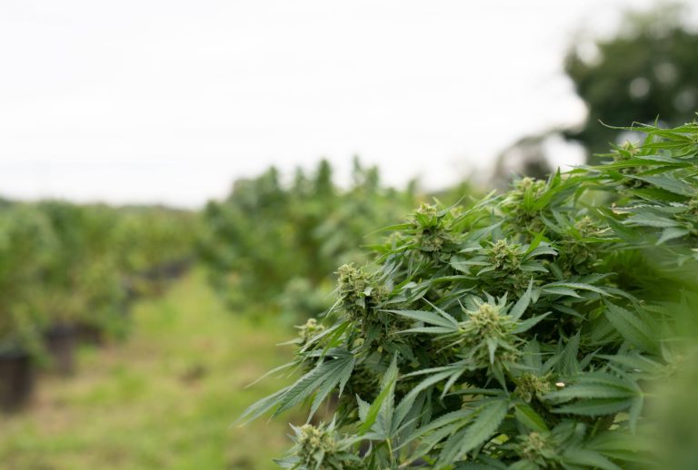 Differenza tra hashish ed erba
