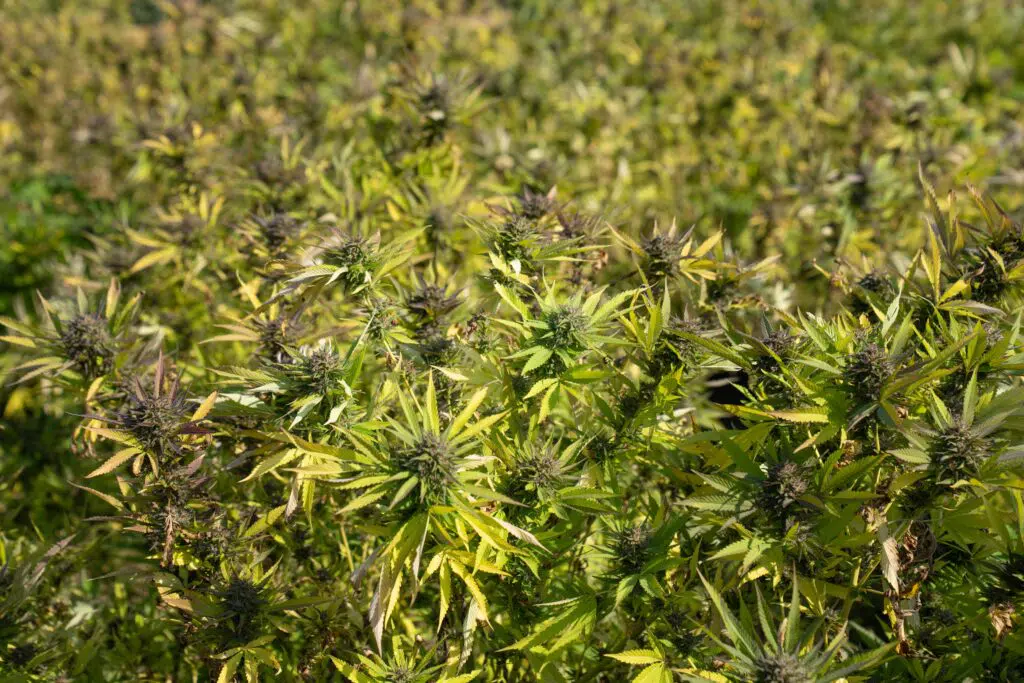crystalweed pianta cannabis