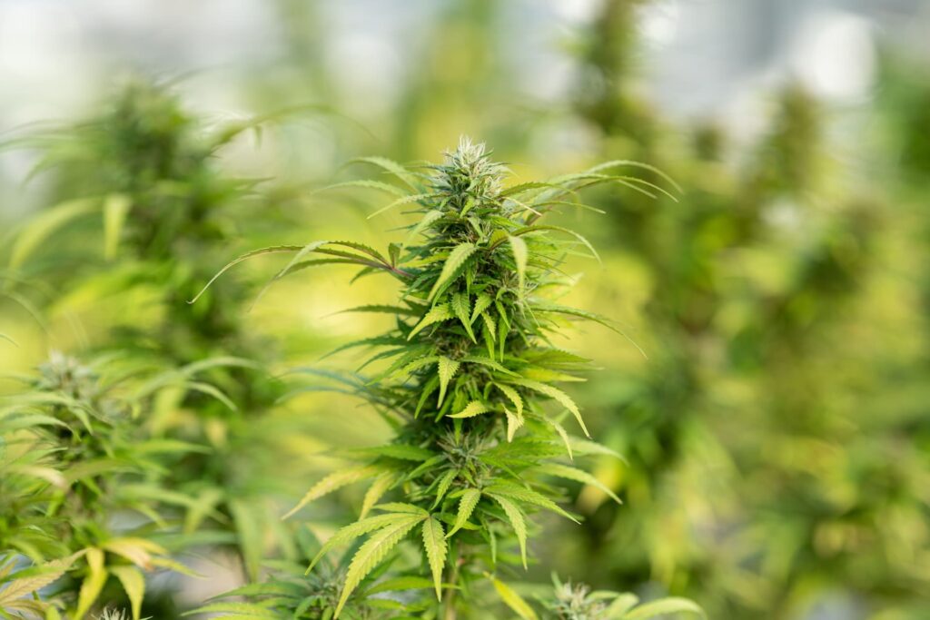 piante di cannabis che producono terpeni