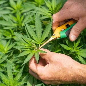 azienda-cbd-cannabis-legale (1)