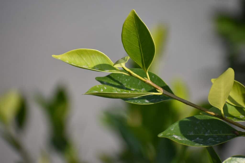 tea tree eczema