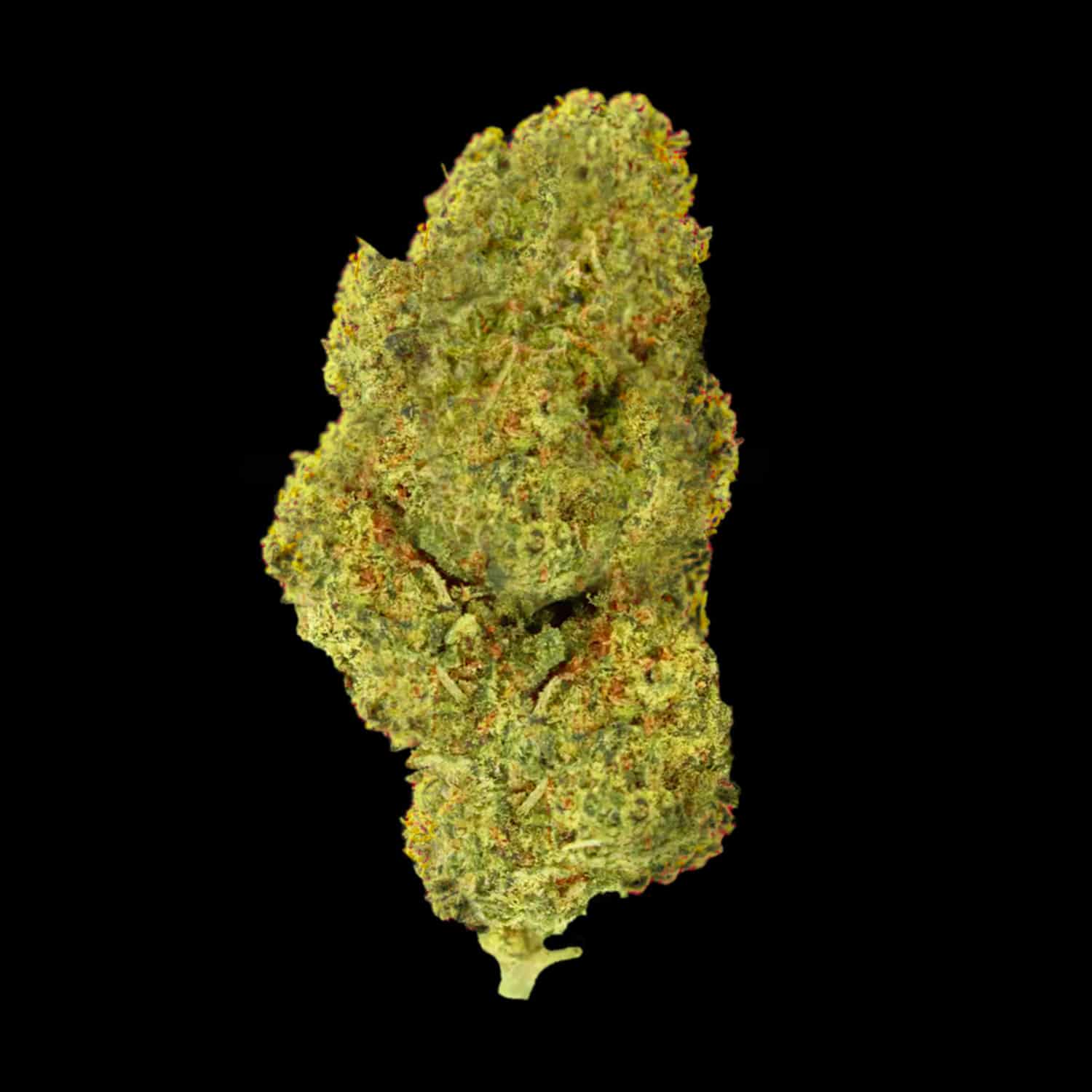 Primo piano di infiorescenza Apple Pie Crystalweed, compatta e resinosa, su sfondo nero.