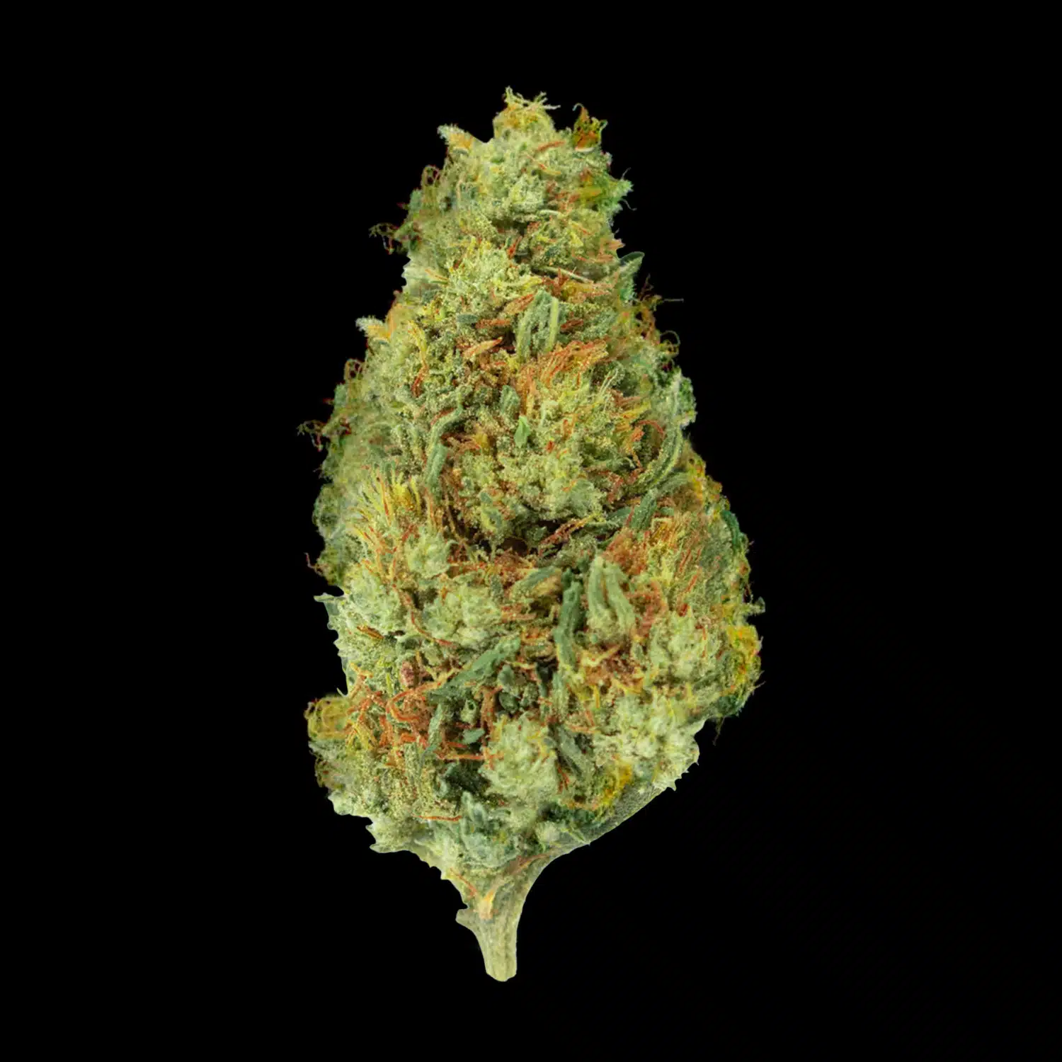 Primo piano di infiorescenza CBG kush Crystalweed, compatta e resinosa, su sfondo nero.