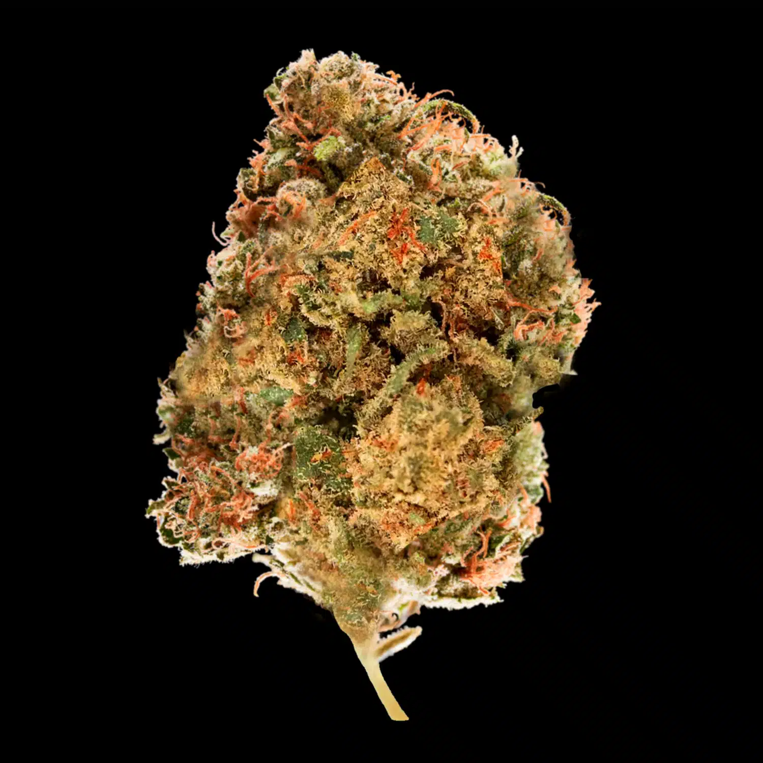 Primo piano di infiorescenza Sour Diesel Crystalweed, compatta e resinosa, su sfondo nero.