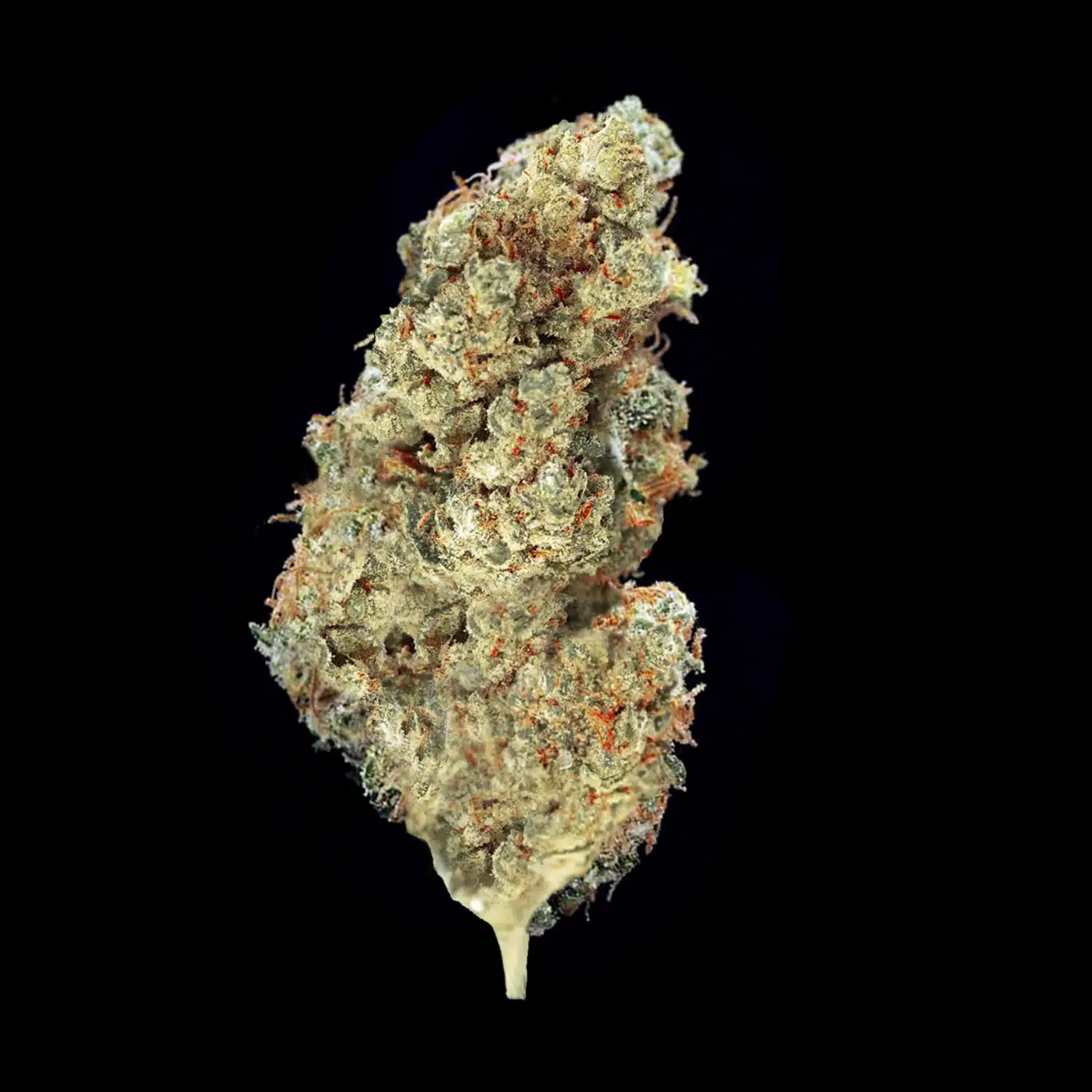 Primo piano di infiorescenza White Widow Crystalweed, compatta e resinosa, su sfondo nero.
