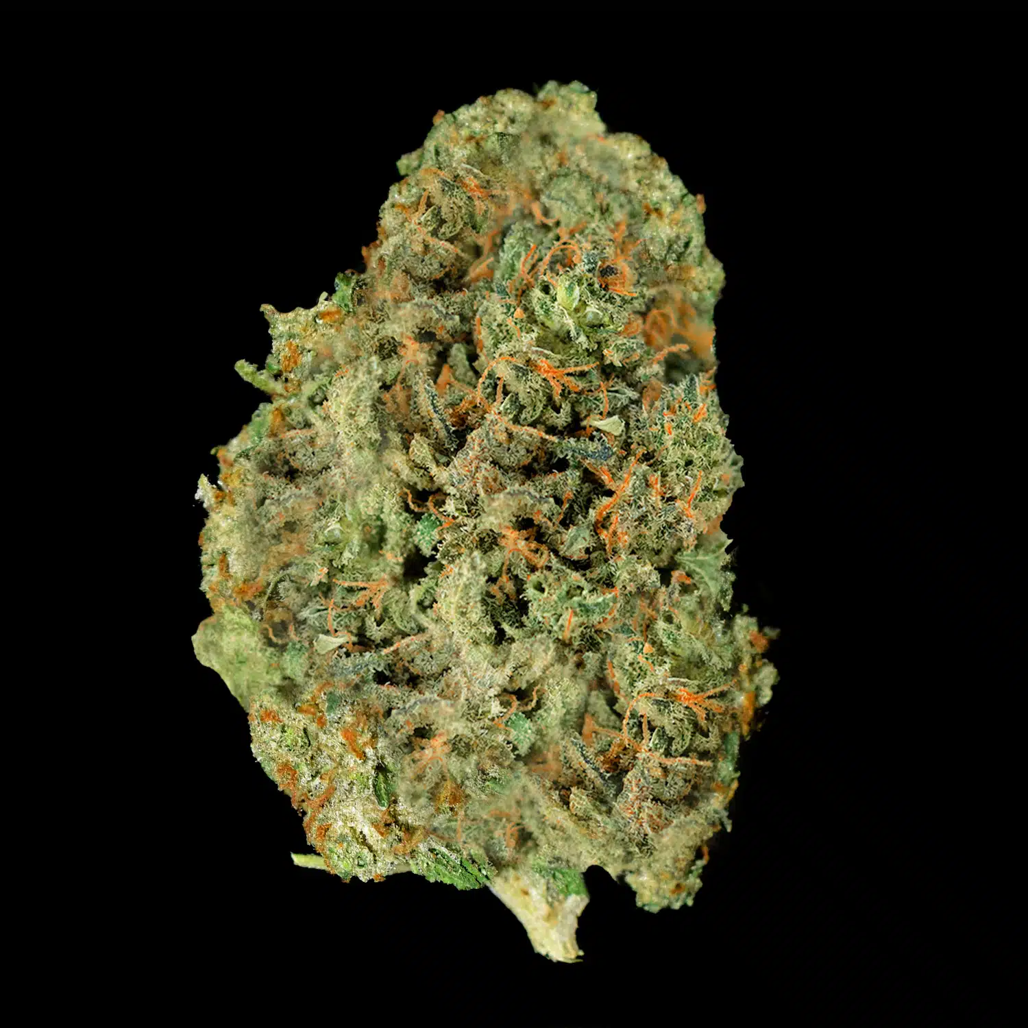 Primo piano di infiorescenza Gelato CBD Crystalweed, compatta e resinosa, su sfondo nero.