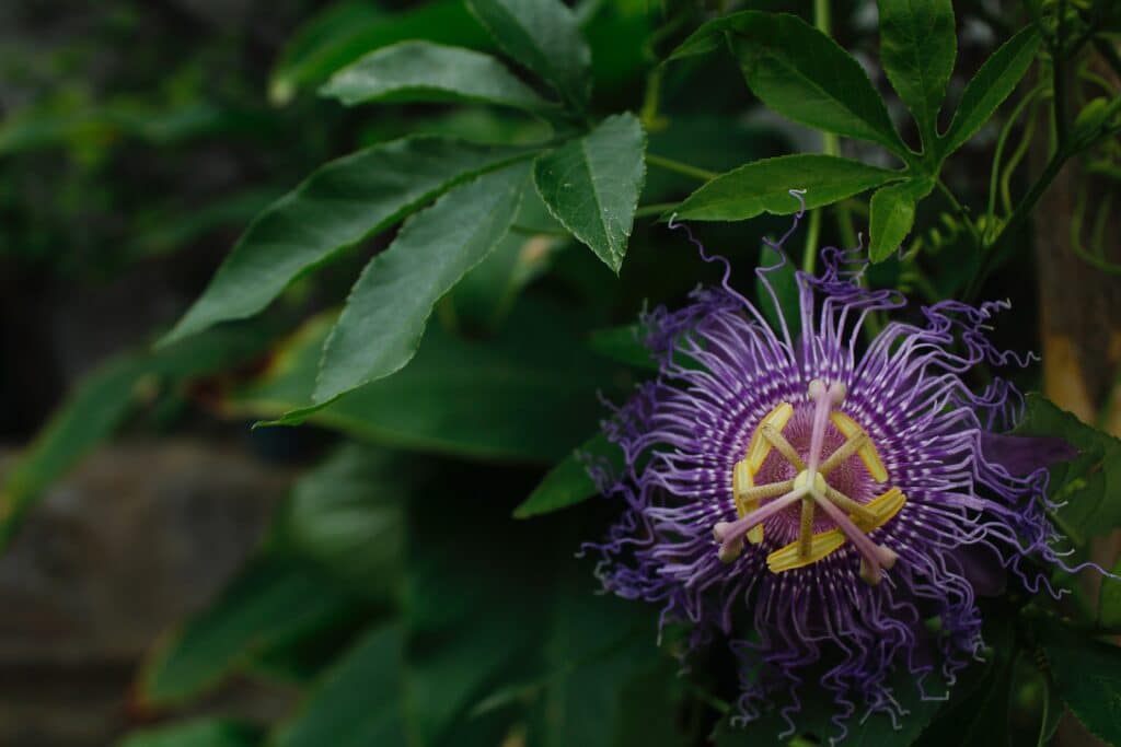 passiflora tisana rilassante