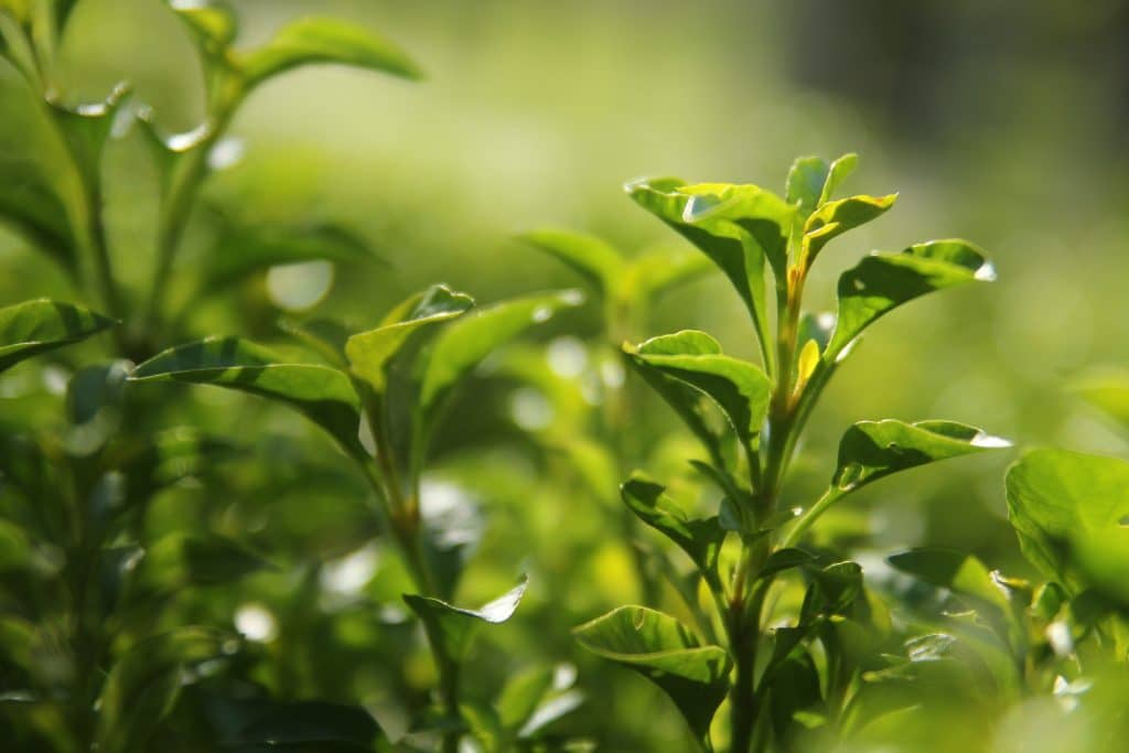 tè verde rimedio depressione