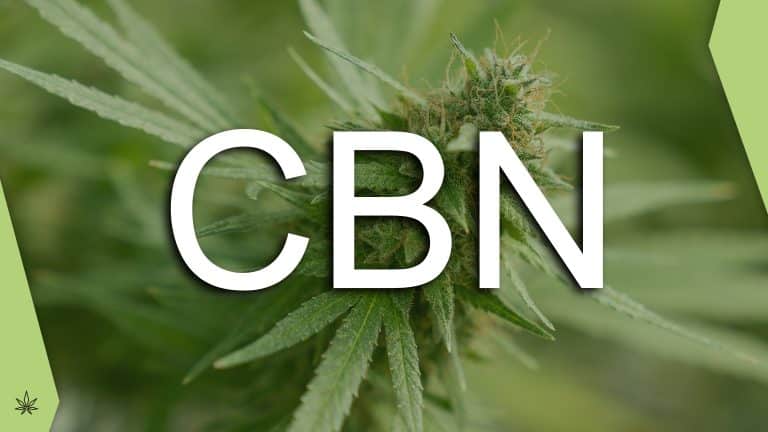 CBN cannabinolo