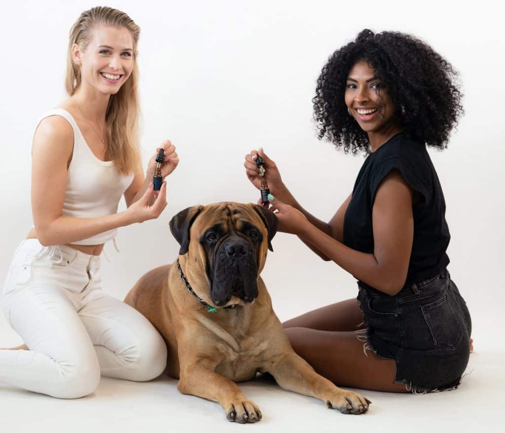 cbd cane somministrazione CBD cane somministrazione