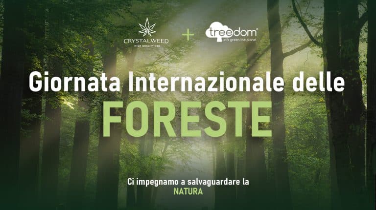 giornata internazionale foreste