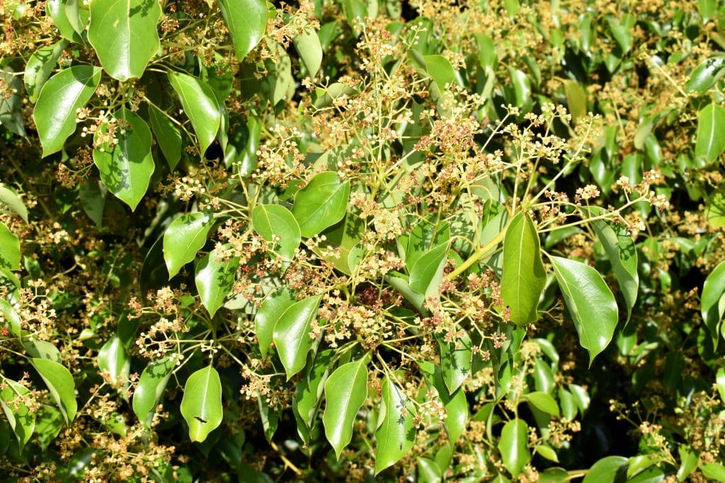 canfora pianta canfora rimedio cervicale
