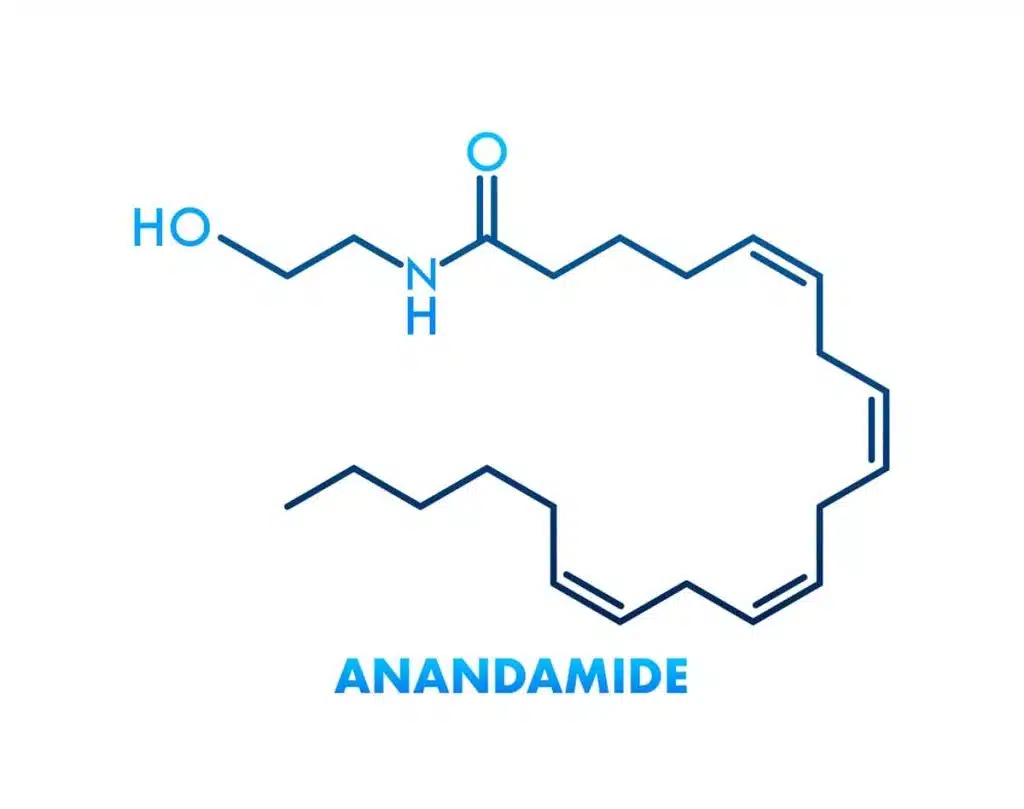 anandamide