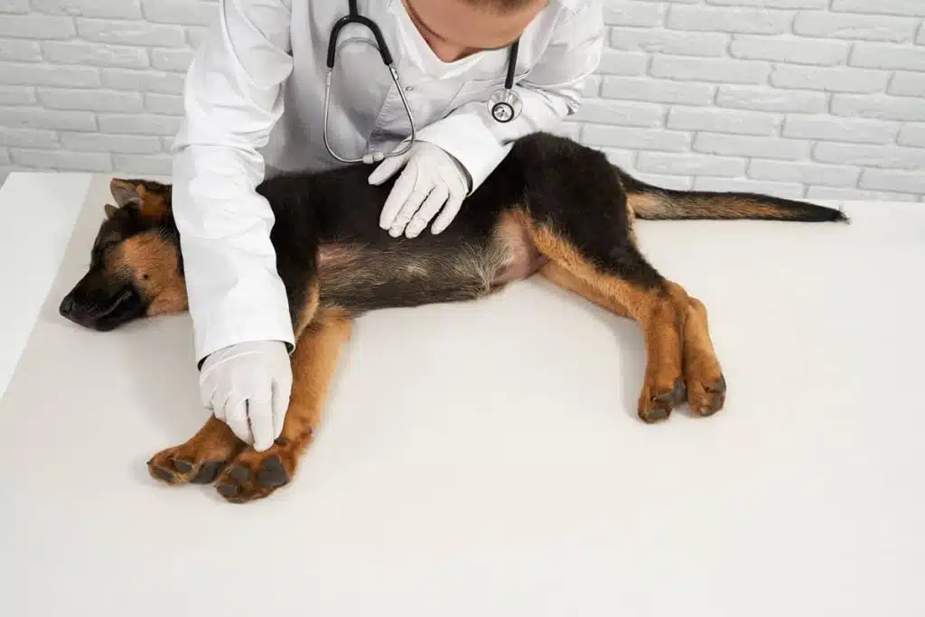 artrosi cane cura
