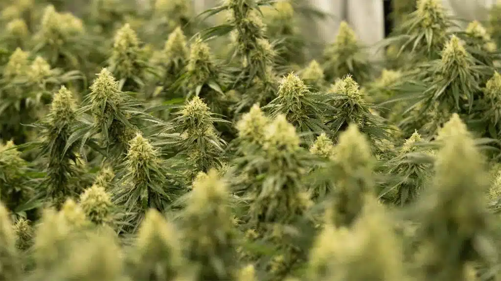 effetti cannabis legale effetti cannabis legale