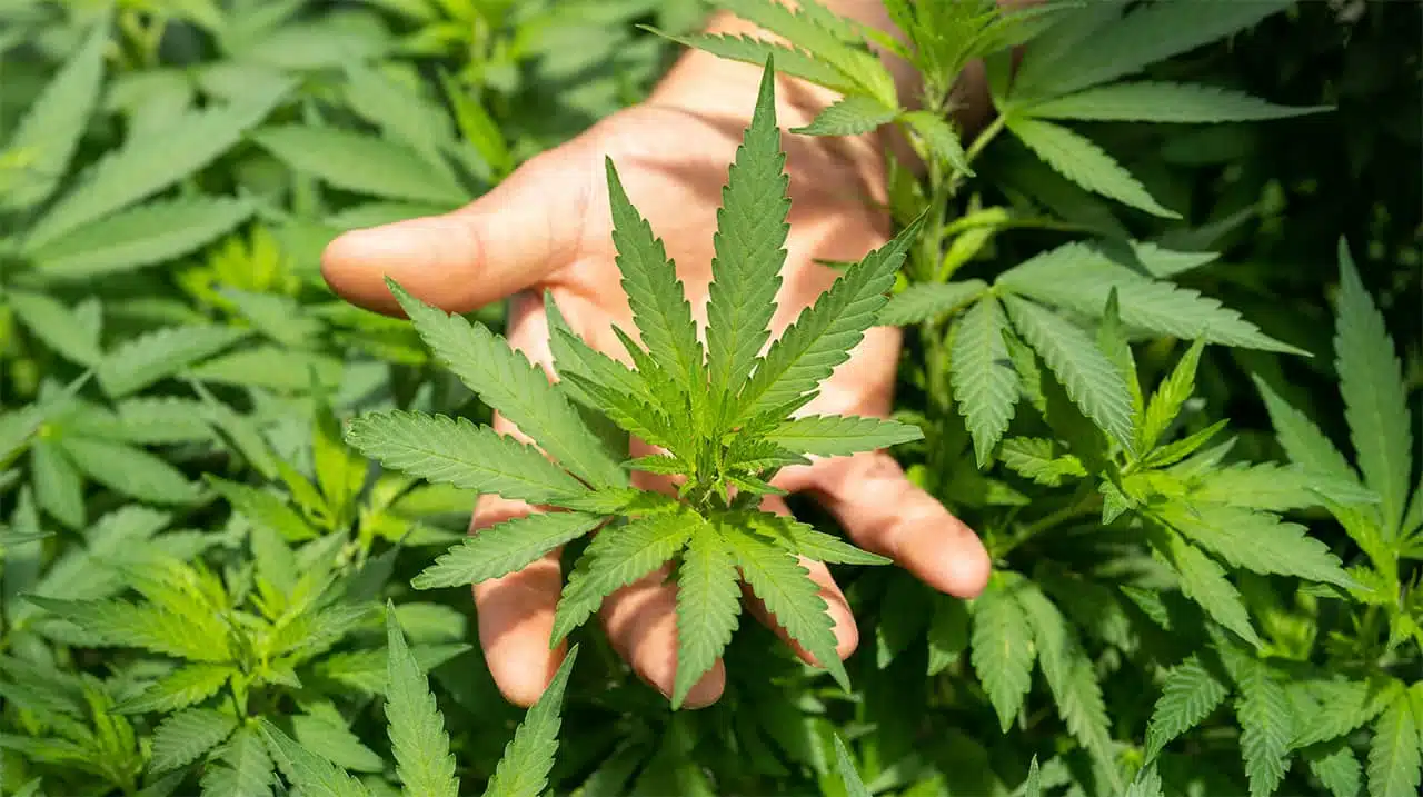 differenza sativa e indica