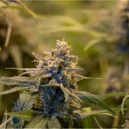Cannabis CBD