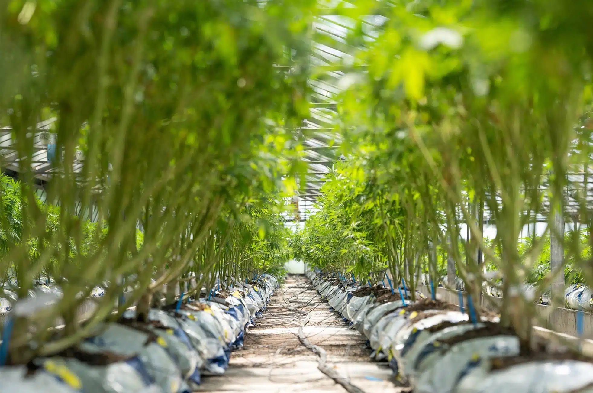 Foglie cannabis light Crystalweed