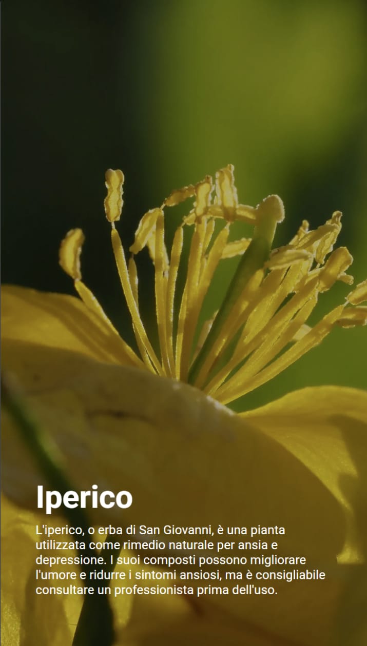 Immagine di un fiore giallo brillante di iperico. Il testo associato spiega che l’iperico, conosciuto anche come erba di San Giovanni, è un rimedio naturale efficace per migliorare l’umore e ridurre stati ansiosi e lievi forme di depressione, ma che è importante consultare un medico prima di utilizzarlo.