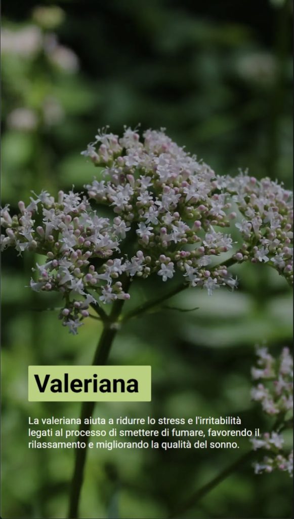 Foto di una pianta di valeriana. Il testo dice che la valeriana riduce lo stress e l'irritabilità, aiutando a rilassarsi e a dormire.