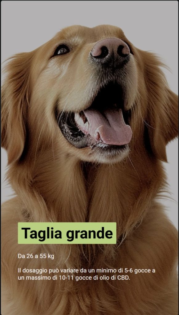 Foto di un Golden Retriever sorridente. Il testo spiega che i cani di taglia grande, tra 26 e 55 kg, dovrebbero prendere da 5-6 fino a un massimo di 11 gocce.