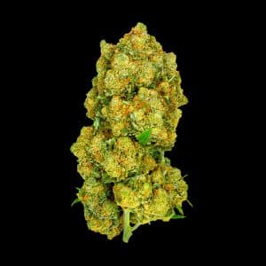 Primo piano di infiorescenza Amnesia CBD Crystalweed, compatta e resinosa, su sfondo nero.