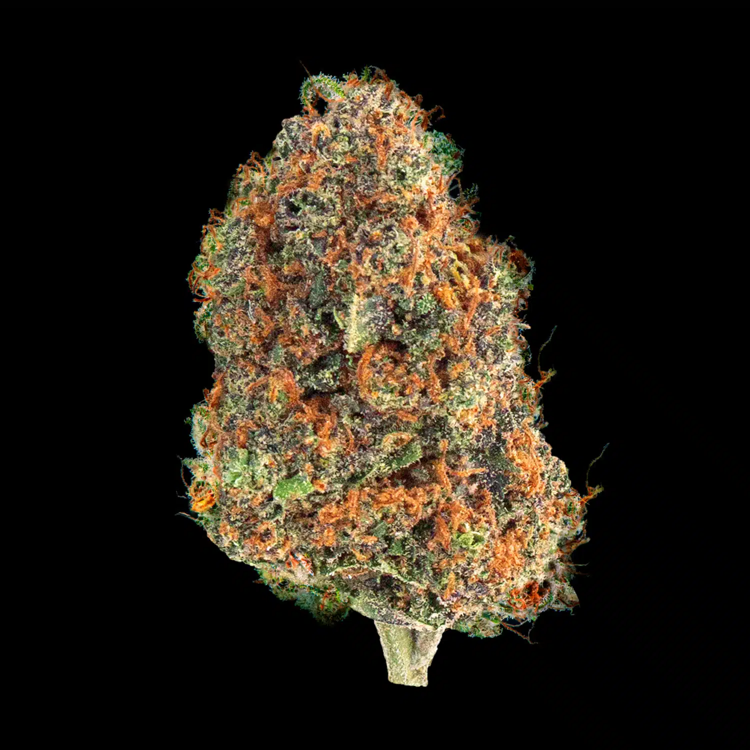 Primo piano di infiorescenza Gorilla Glue Crystalweed, compatta e resinosa, su sfondo nero.