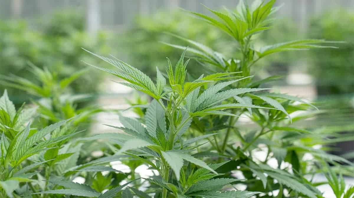 cannabis light illegale