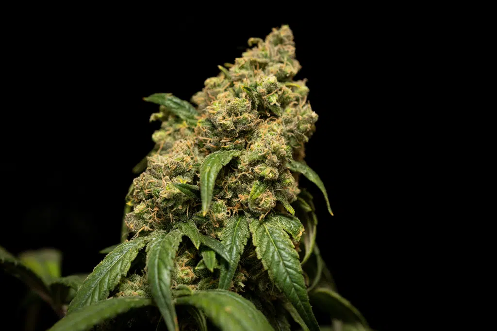CBD come antinfiammatorio