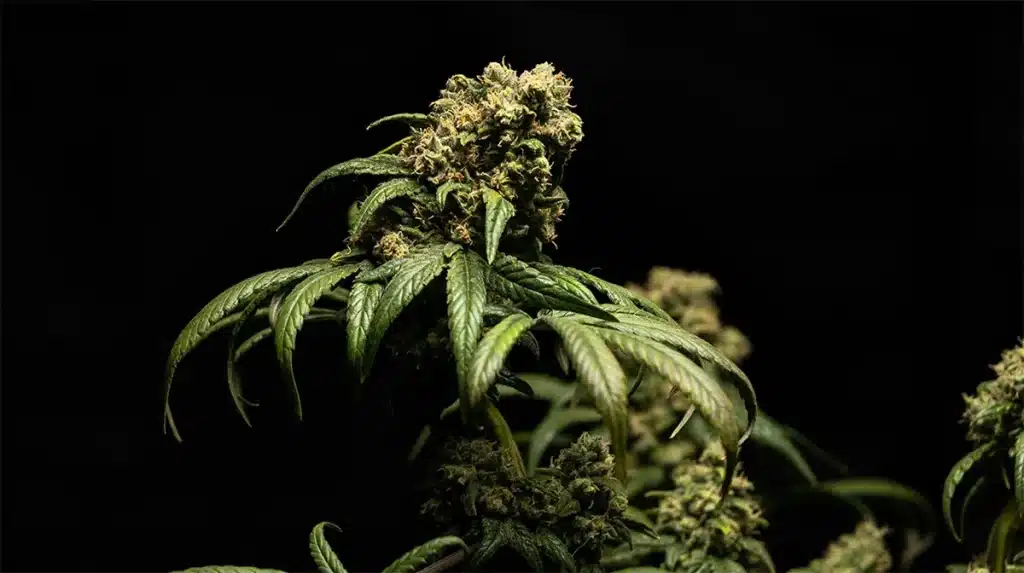 CBD per sfiammare la cervicale